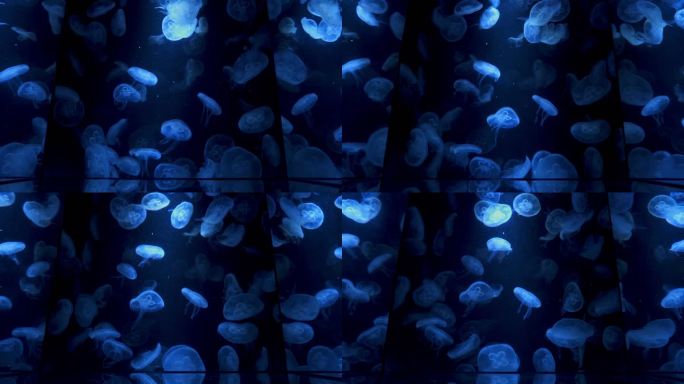 月亮水母梦幻蓝色灯光月亮水母海底世界