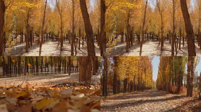 4k秋天 秋天落叶 金黄色的白杨树