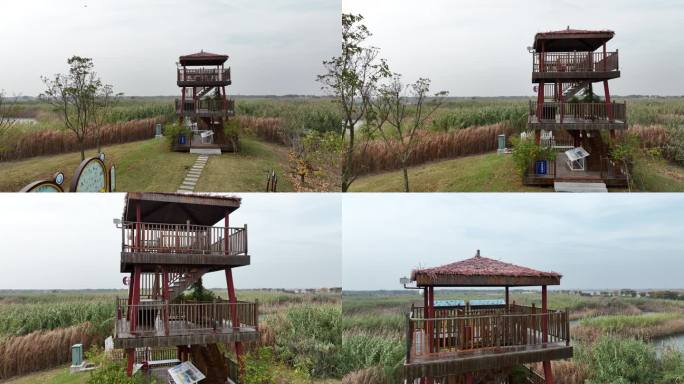 江苏淮安：白马湖生态湿地候鸟欢