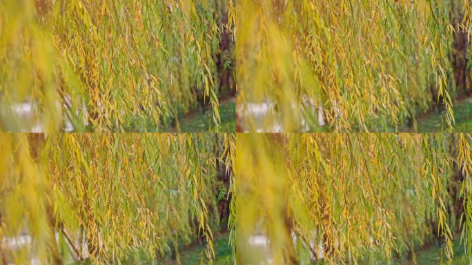 【4K】风吹摇摆的柳树柳枝