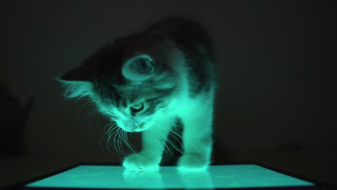 小猫在夜间玩平板电脑