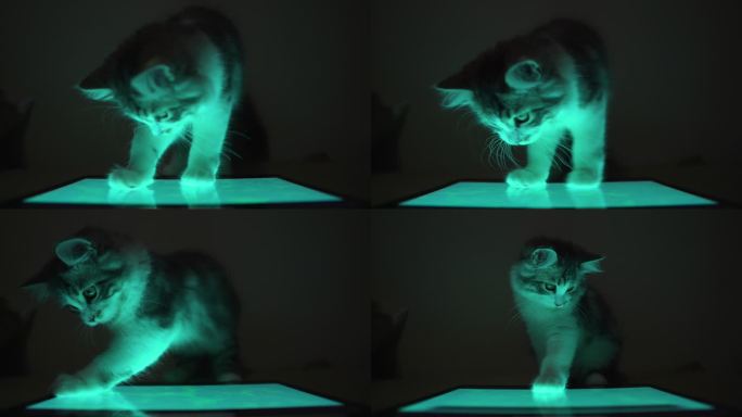 小猫在夜间玩平板电脑
