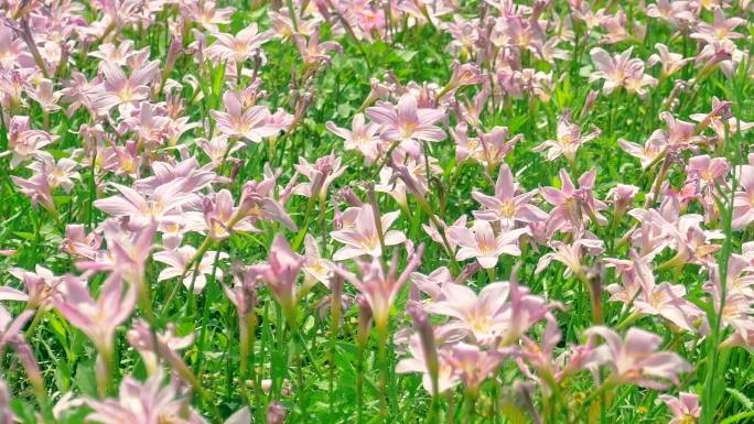 粉色西风花雨百合开放春天