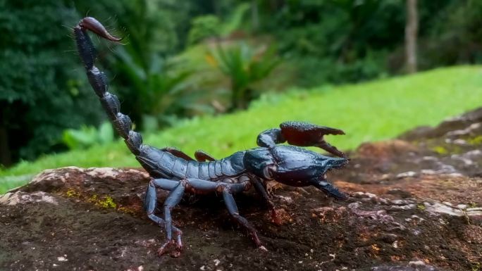 岩石上的黑蝎子毒虫五毒剧毒动物生物中药材