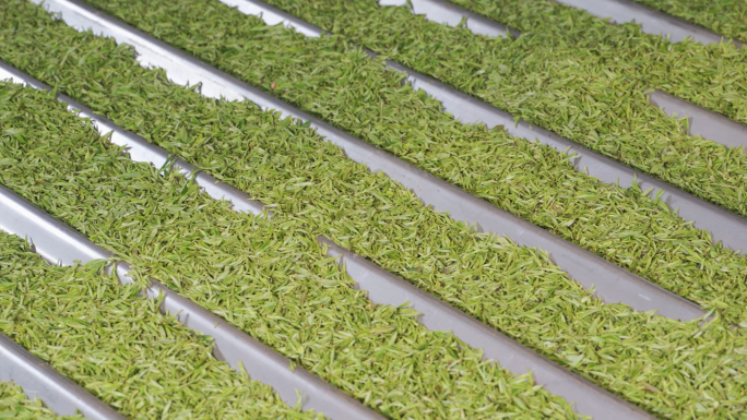 【4K】黄山毛峰绿茶现代工厂加工生产茶叶