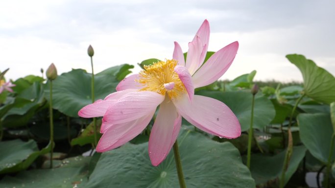 莲花（莲藕）池塘荷花风吹荷叶唯美