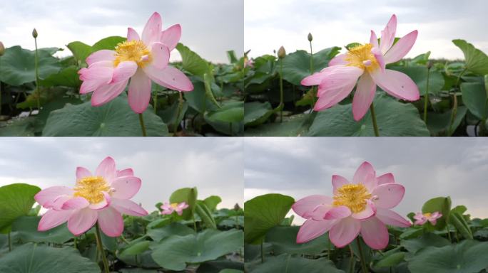 莲花（莲藕）池塘荷花风吹荷叶唯美