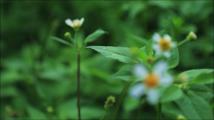 春天花朵野草鬼针草氛围感