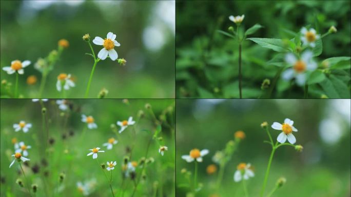 春天花朵野草鬼针草氛围感