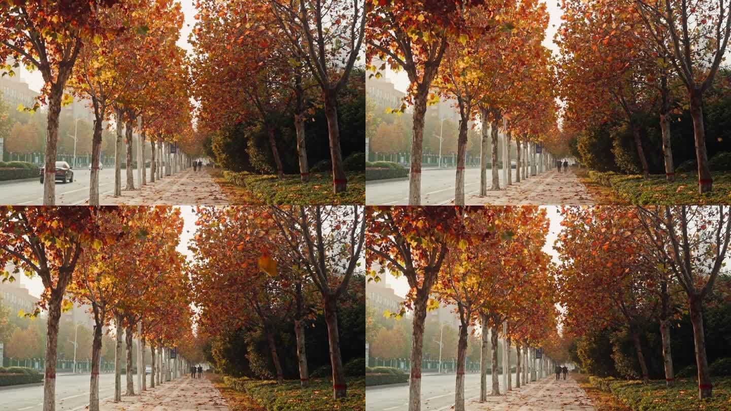 【4K】秋天城市街边街头树叶飘落
