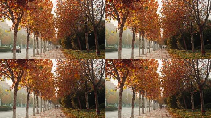 【4K】秋天城市街边街头树叶飘落