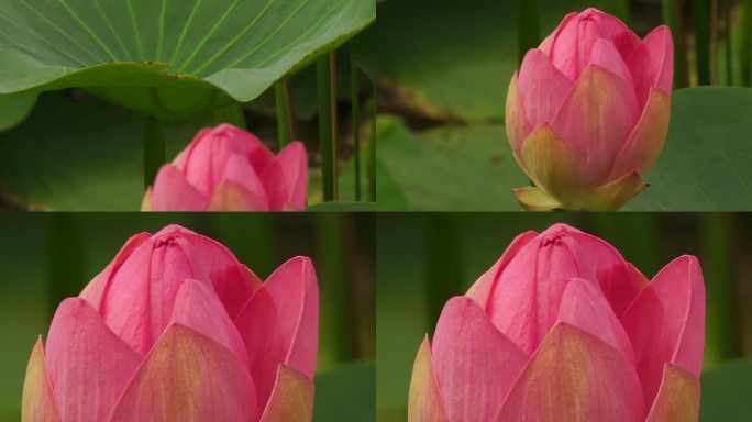 莲花（莲藕）莲花莲蓬荷塘含苞待放