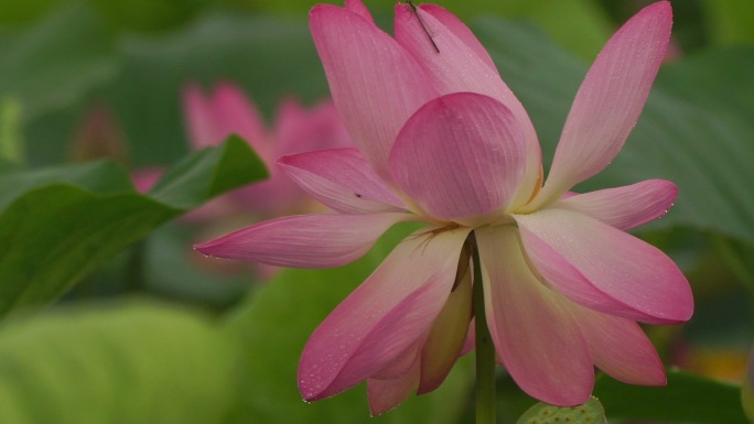 莲花（莲藕）开放粉色