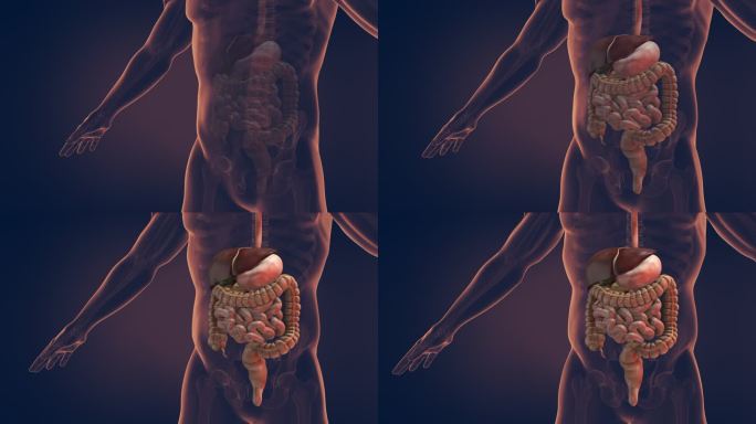 人体消化系统三维动画肝脾胰脏器官消化系统