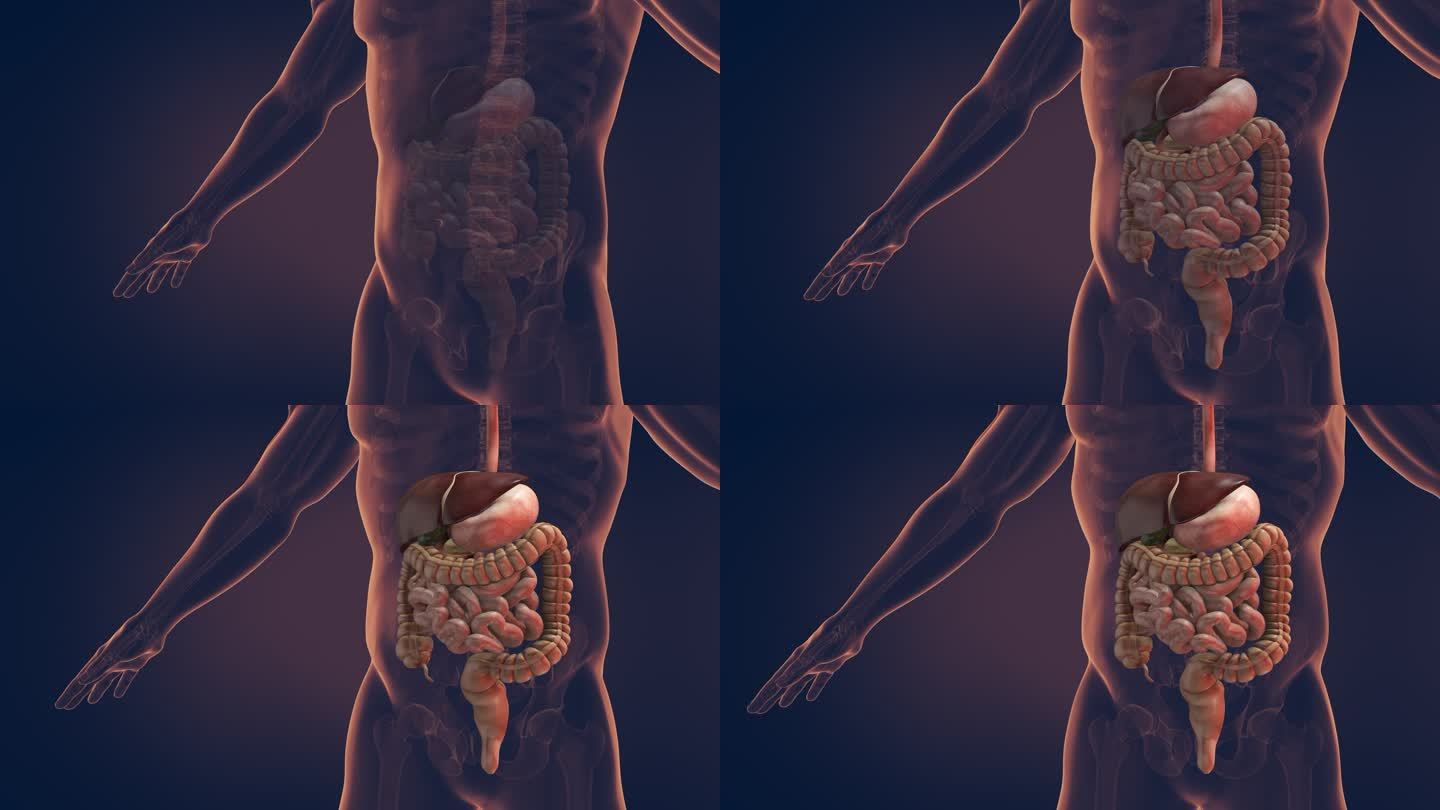 人体消化系统三维动画肝脾胰脏器官消化系统