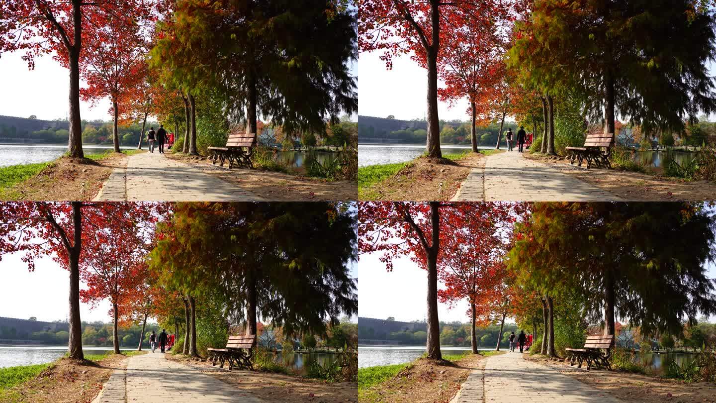 秋天南京中山植物园前湖月牙堤上的小路秋色