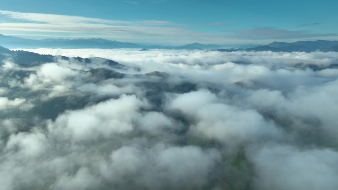 航拍茶山