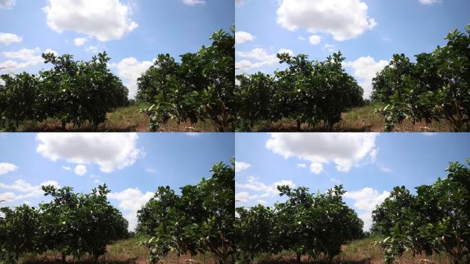 柑桔基地延时1分半柑桔树种蓝天白云下柑桔