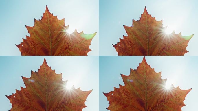 【4K】温暖阳光透过树叶