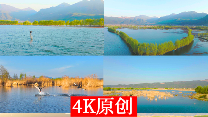 【28元】拉市海候鸟湿地公园【4K】