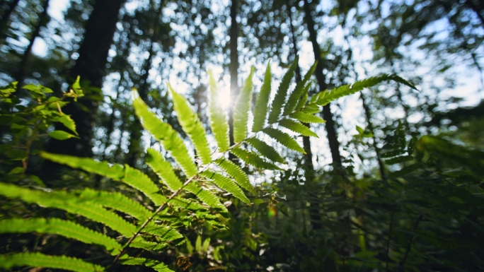 阳光植物希望森林树林树大自然生态清晨树叶