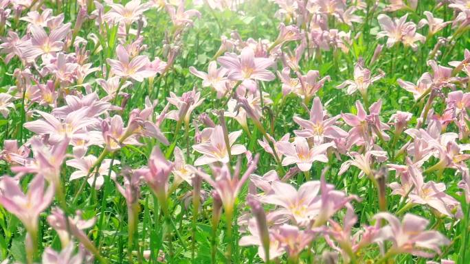 粉色西风花雨百合开花时间流逝、单花、植物