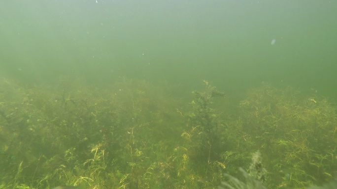 水下伏尔加河环境问题水底生物水藻