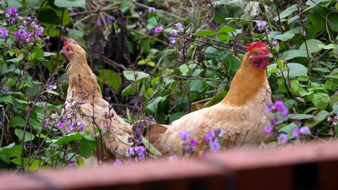 两只母鸡在花丛中