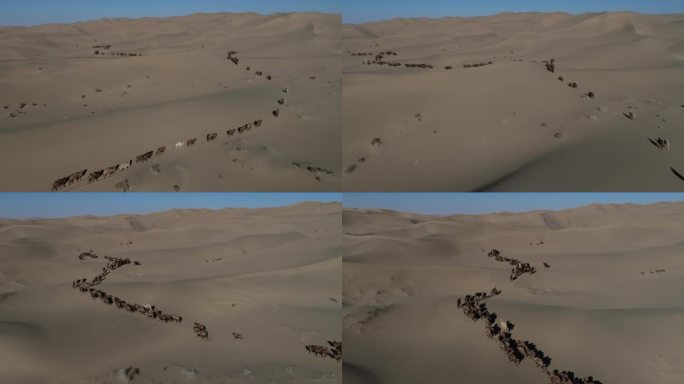大漠骆驼长队