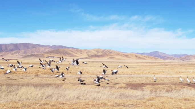 高原湿地秋季珍稀候鸟航拍4K