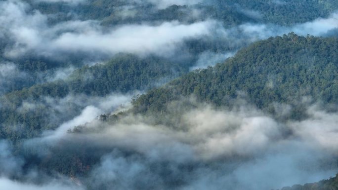 航拍茶山