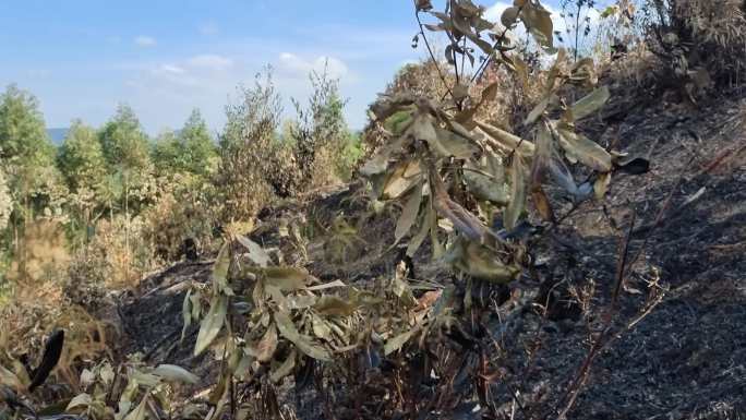 火灾过后被烧焦的树叶火烧枯的树木野草杂树