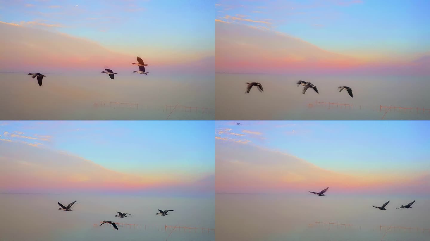 清晨 湖上飞来的大雁