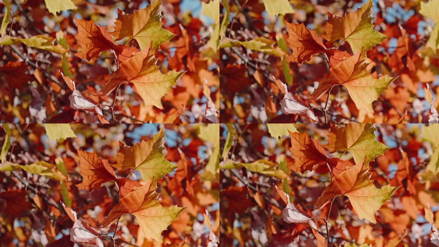 【4K】秋天红色的梧桐树叶