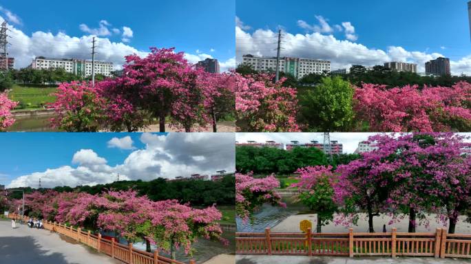 异木棉花