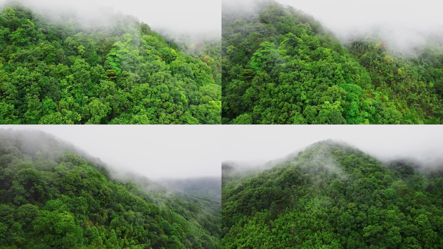 空山新雨后