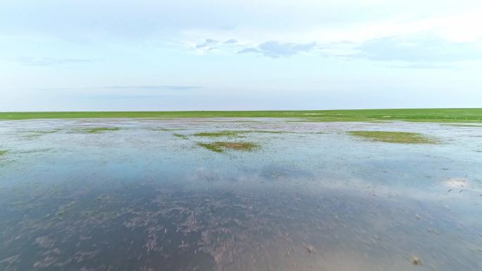 草原马群