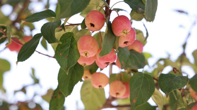 【合集】树上的海棠果 沙果 小苹果