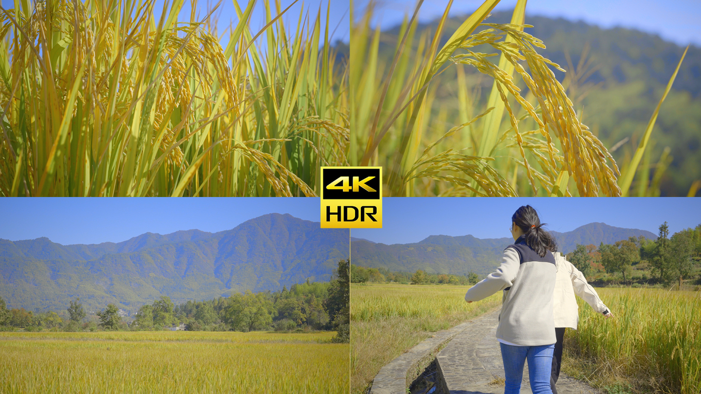 【4K】乡村金色稻田/水稻航拍地拍合集2