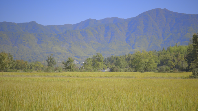【4K】乡村金色稻田/水稻航拍地拍合集2