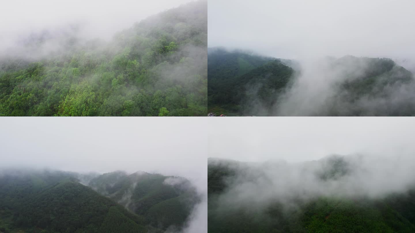 绿色生态森林雨后云雾缭绕