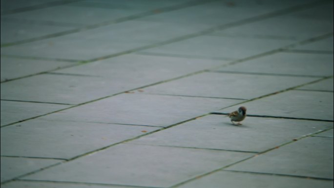 石板地面上觅食的麻雀