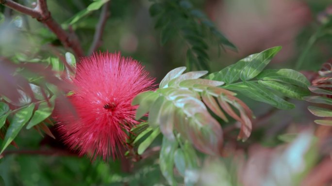 夏季盛开红色绒毛状株樱花里蜜蜂采花蜜