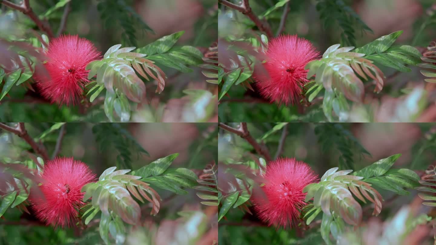 夏季盛开红色绒毛状株樱花里蜜蜂采花蜜