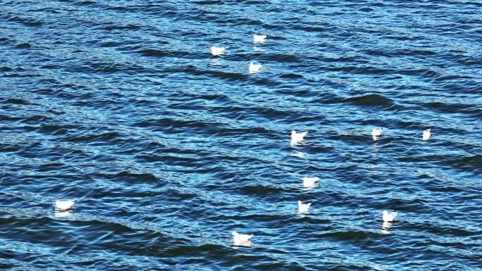 湖面上的水鸟航拍