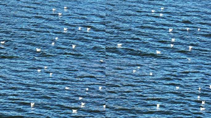 湖面上的水鸟航拍