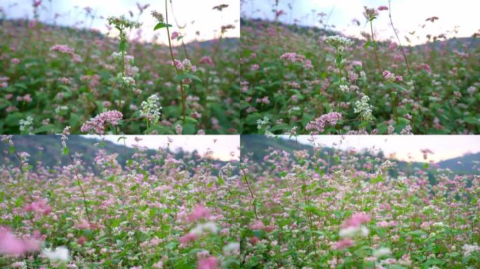 陕北延安随风摇曳的荞麦花海