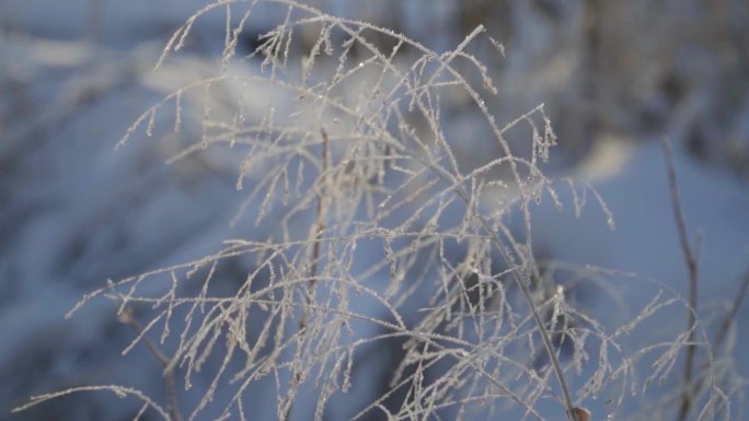 雪地枯草荒凉日落冰雪野草自然风景冬季