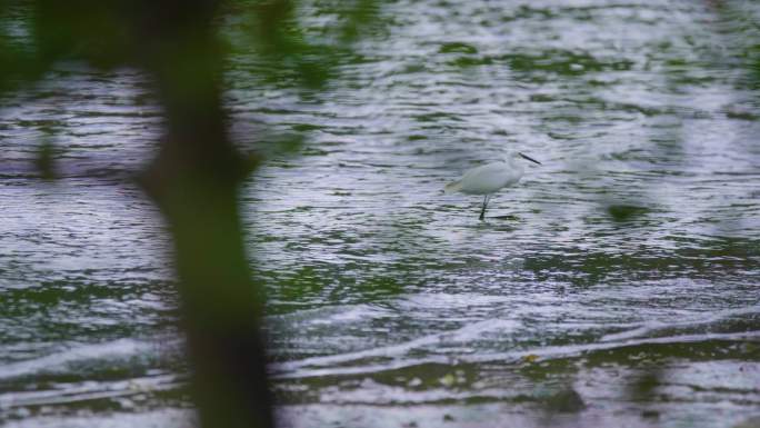 红树林 海边红树林 候鸟 栖息地