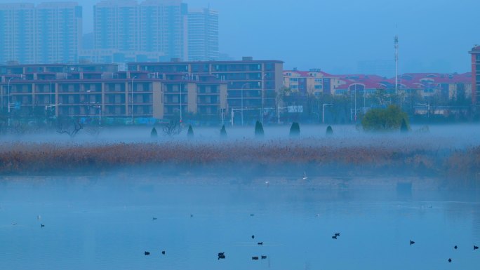 清晨雾气笼罩湿地自然保护区候鸟栖息2
